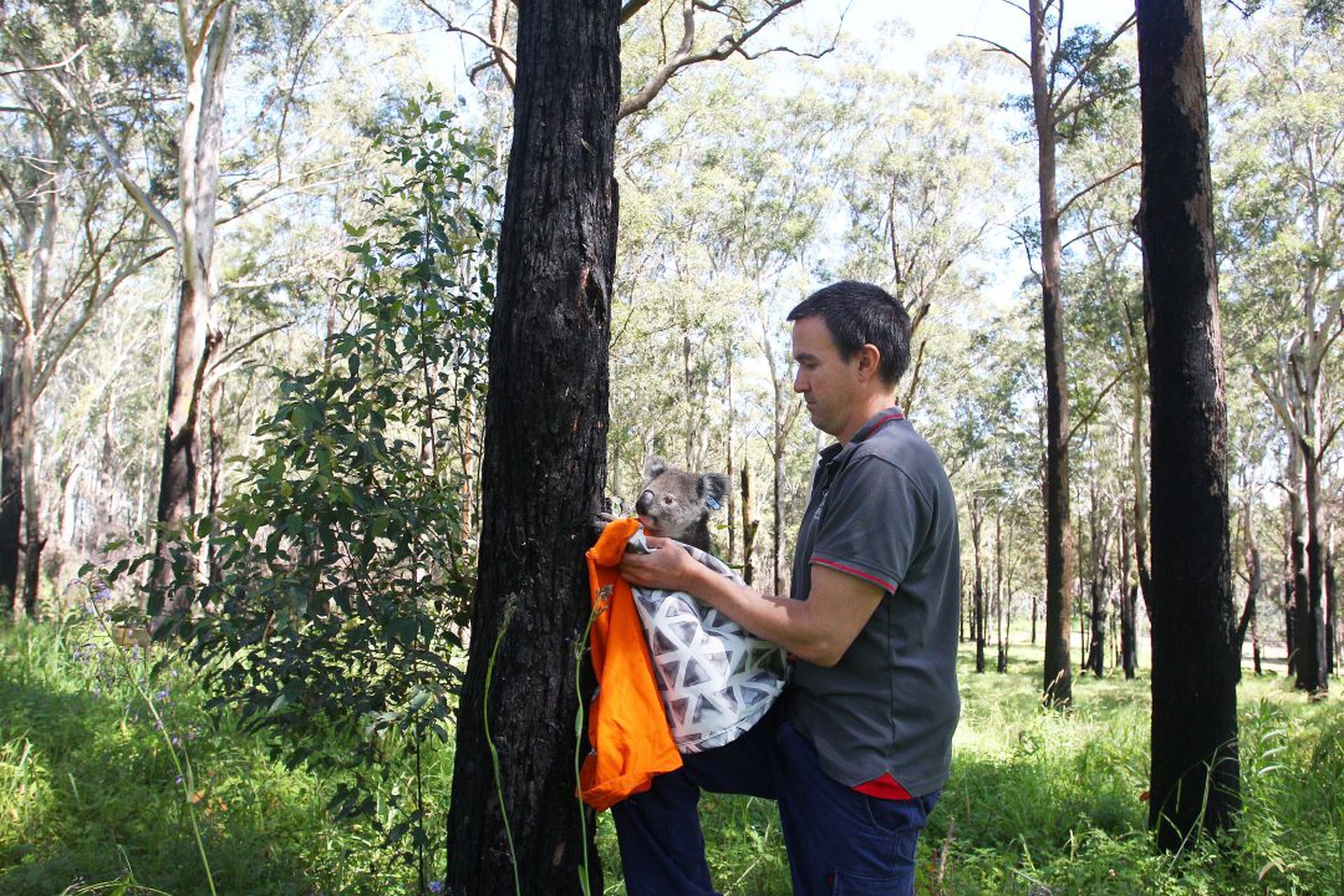 NSW Works To Save The Koala As Bushfires, Habitat Loss And Disease Threaten Future Of Australia's Iconic Animal
