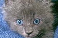 Ma chi sono i parenti del gatto?