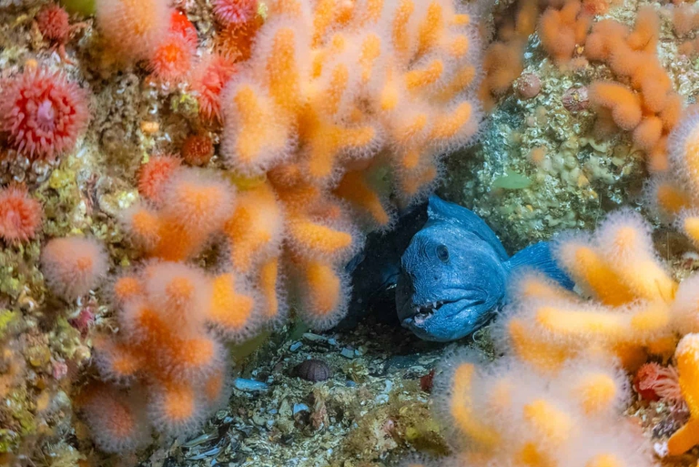 Ocean film festival