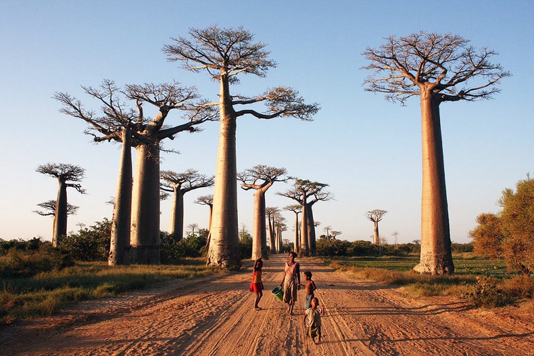 madagascar baobab