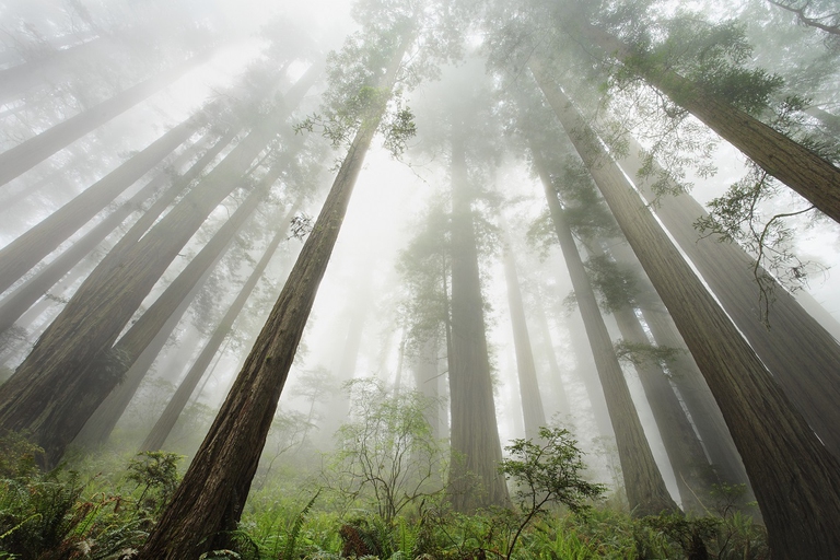 Sequoie giganti in California