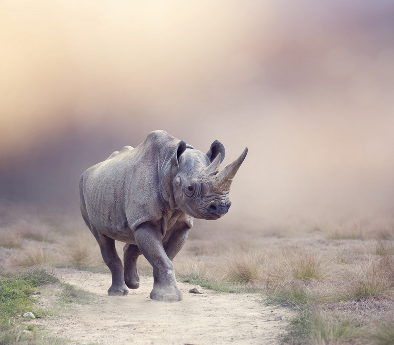 Rinoceronte nero nella savana africana