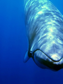 Iceland won’t hunt any whales this year and perhaps ever again