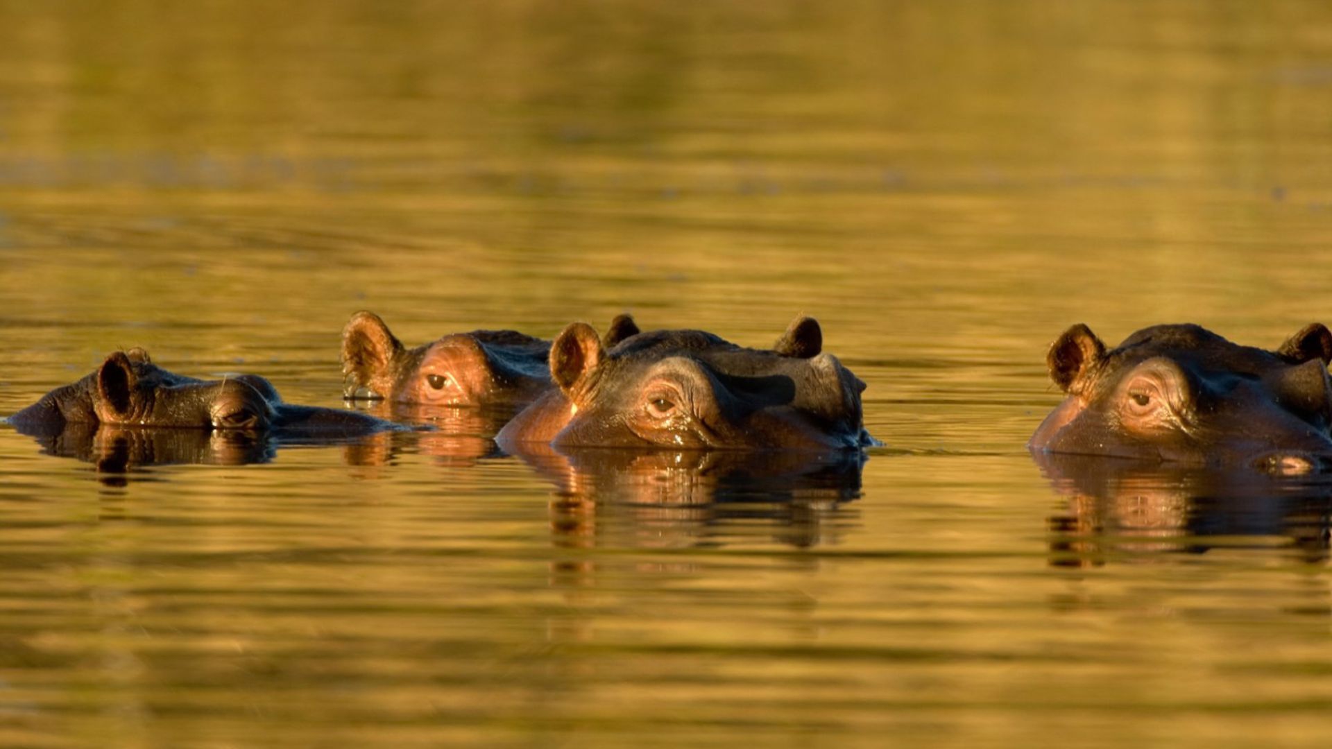 ippopotami