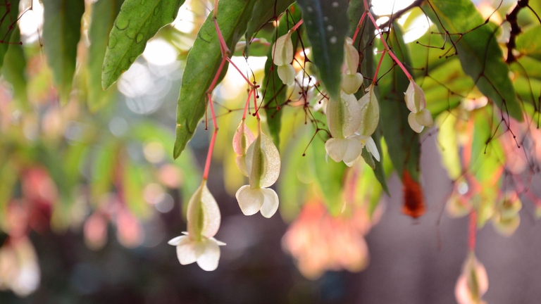 Begonia Angel Wing