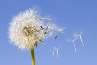 Tips and remedies to fight seasonal allergies
