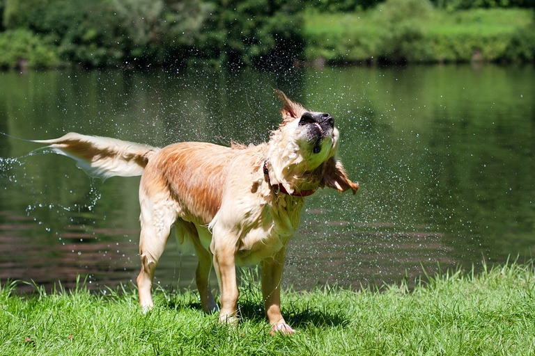 golden retriever caratteristiche fisiche carattere