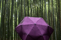 The bamboo forest of Sagano has beautiful sounds that must be preserved