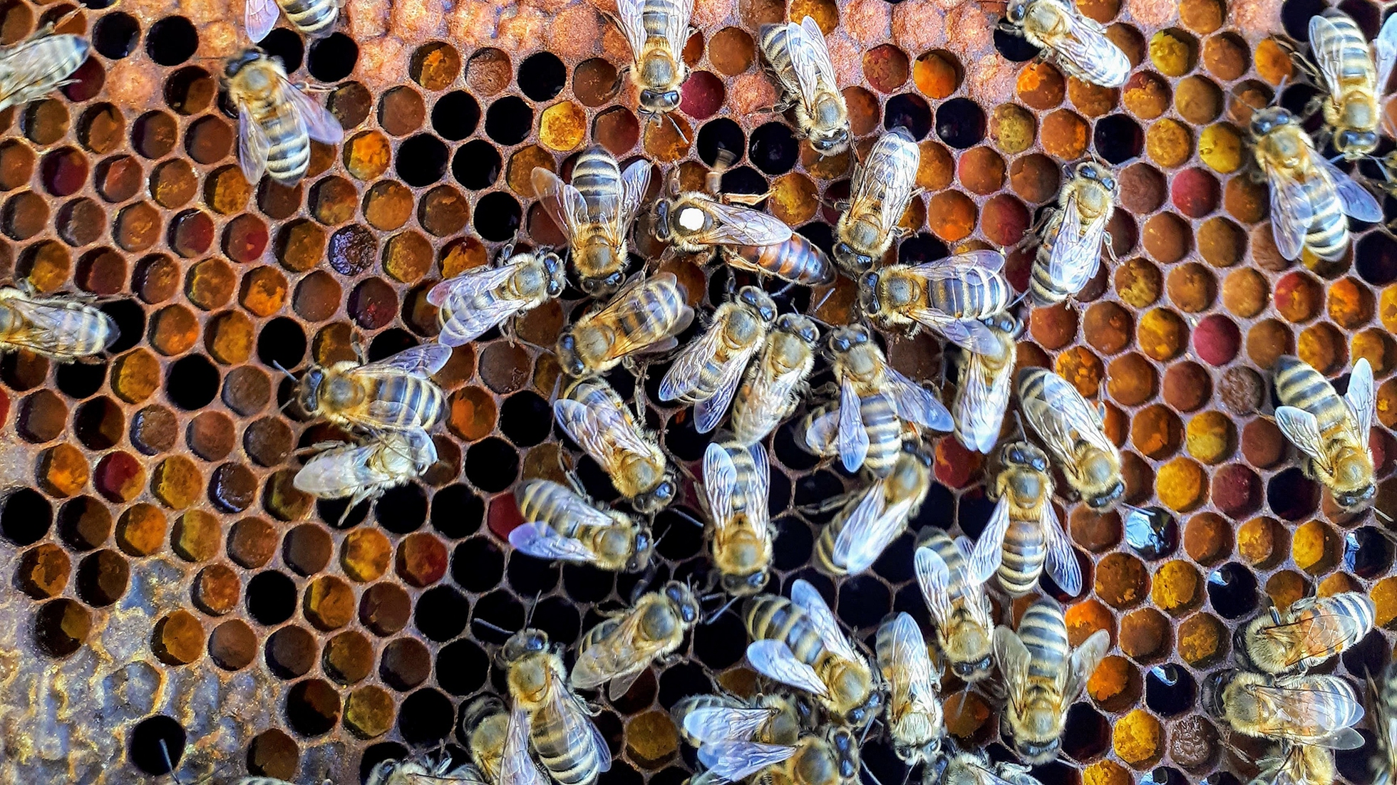 What to know about the world's first honeybee vaccine