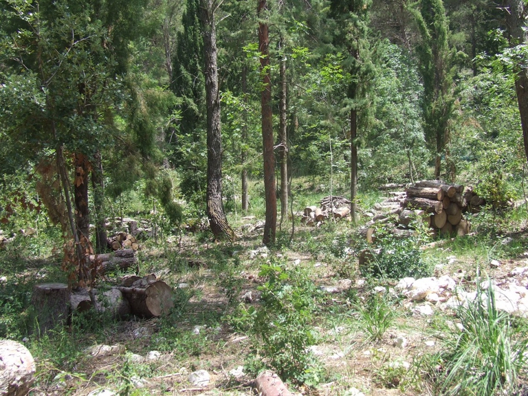 Regolare i rapporti di competitività tra gli alberi è uno dei principali strumenti che la gestione forestale può mettere in atto per promuovere la conservazione della biodiversità © Giorgio Vacchiano