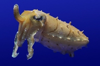 Polpi, seppie e calamari alla conquista degli oceani
