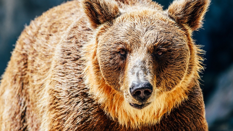 Giovane esemplare di orso bruno