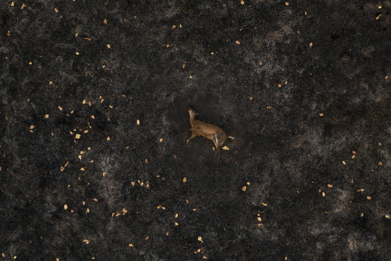 World press photo Storie di ambiente