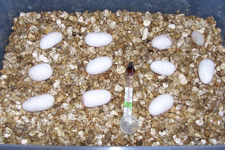 uova di drago barbuto