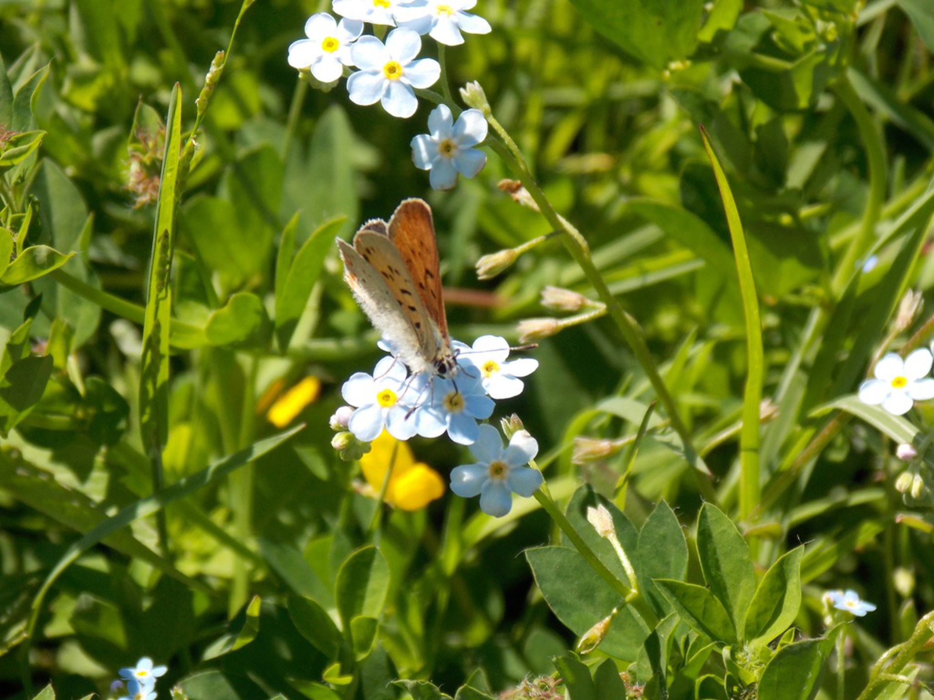 Moth feeding on pollen © Rocco Passafaro