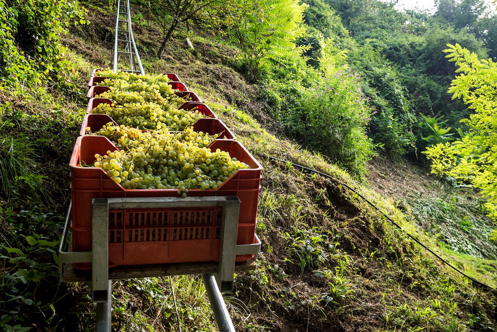Vendemmia eroica nelle colline del Conegliano Valdobbiadene