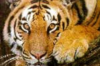 Giornata della tigre. Le foto di tutte le specie in pericolo