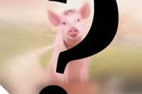 USA: carne di maiale transgenica