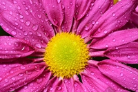 Gerbera. Significato, cura e coltivazione della pianta di luglio