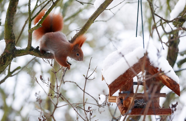 Scoiattolo rosso su un albero