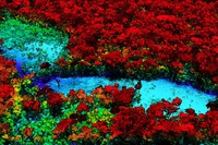 Mappe 3D delle foreste per combattere il riscaldamento globale