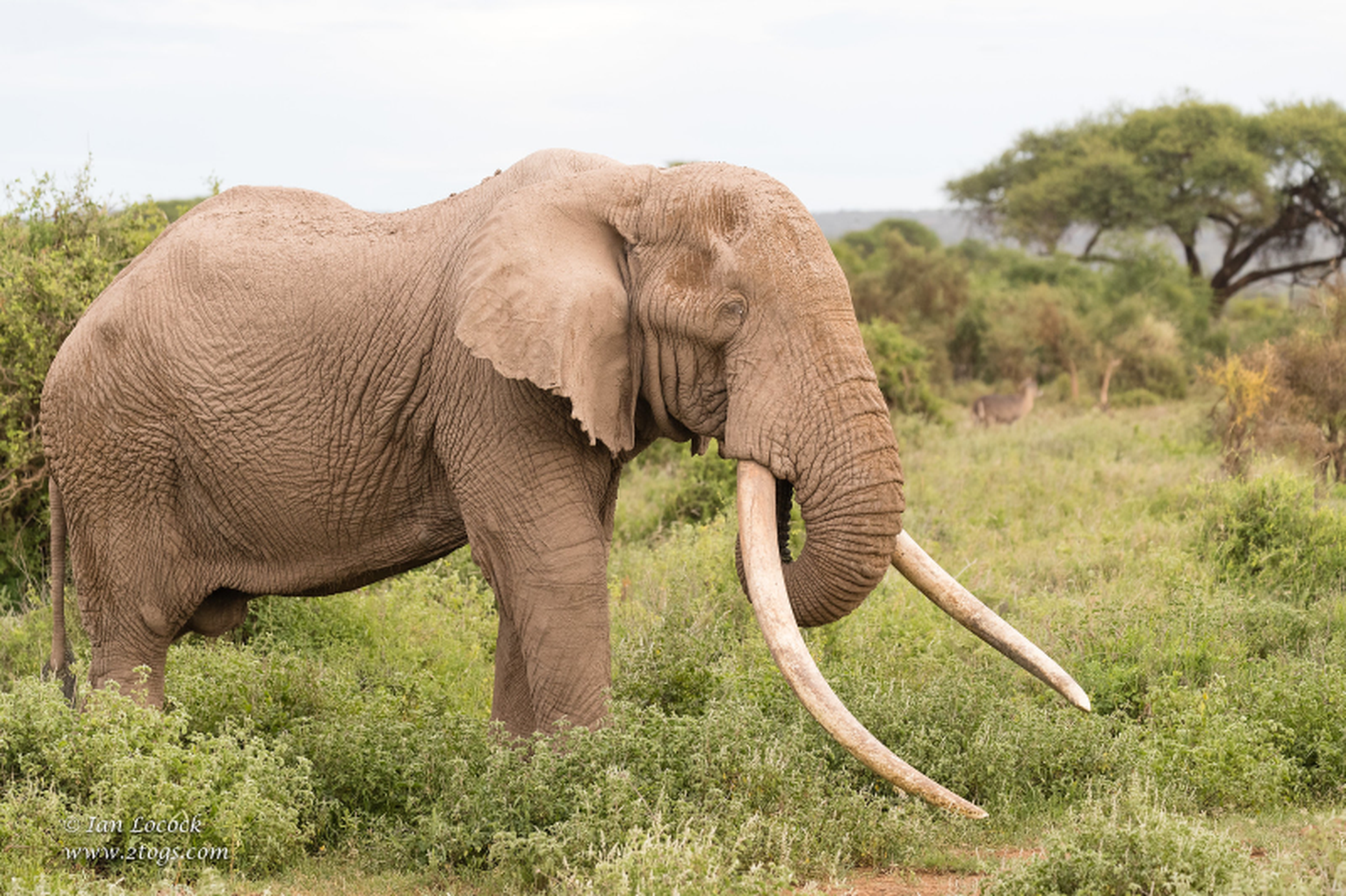 The last of Africa's big tusker elephants – in pictures, Environment