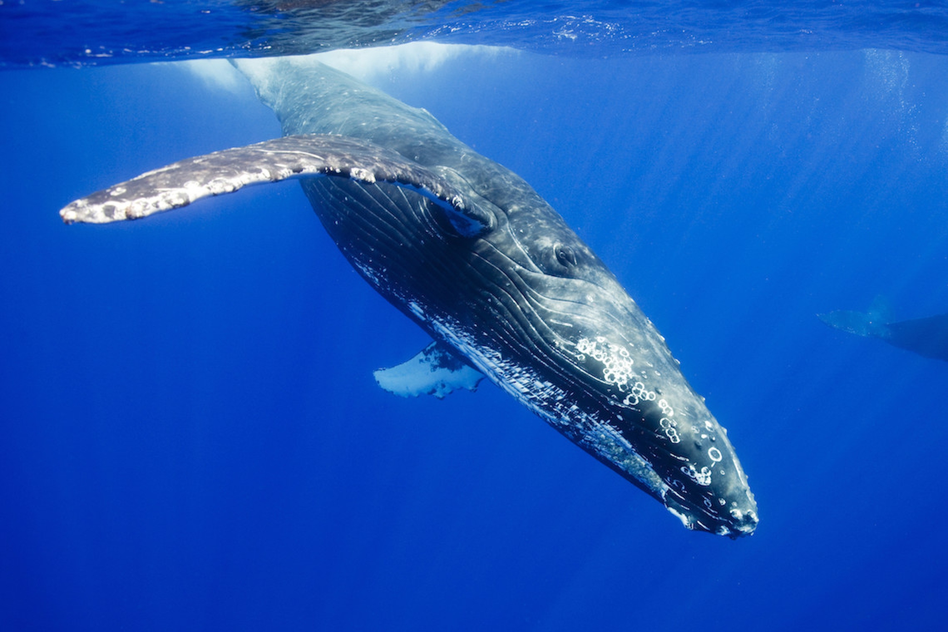 Baleen whales in their habitat: look at the giants of the ocean soar