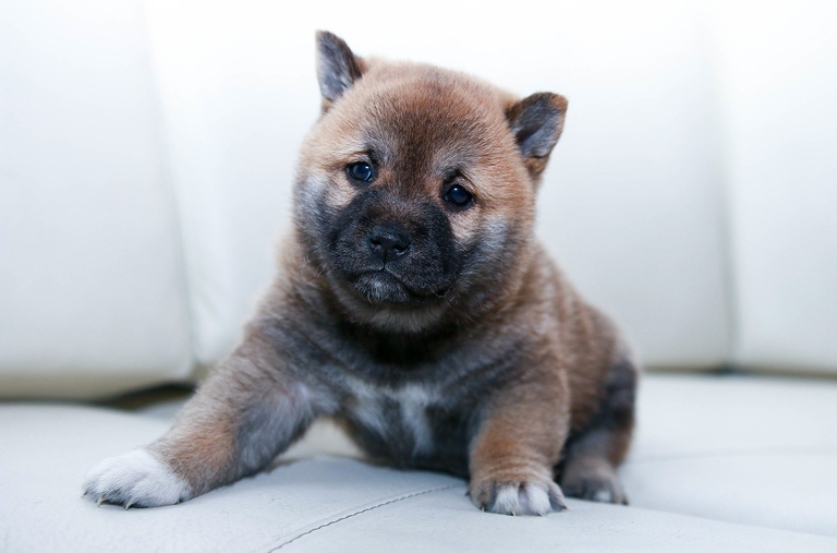 puppy piccolo