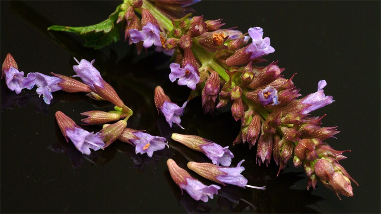 Patchouli-oli-essenziali