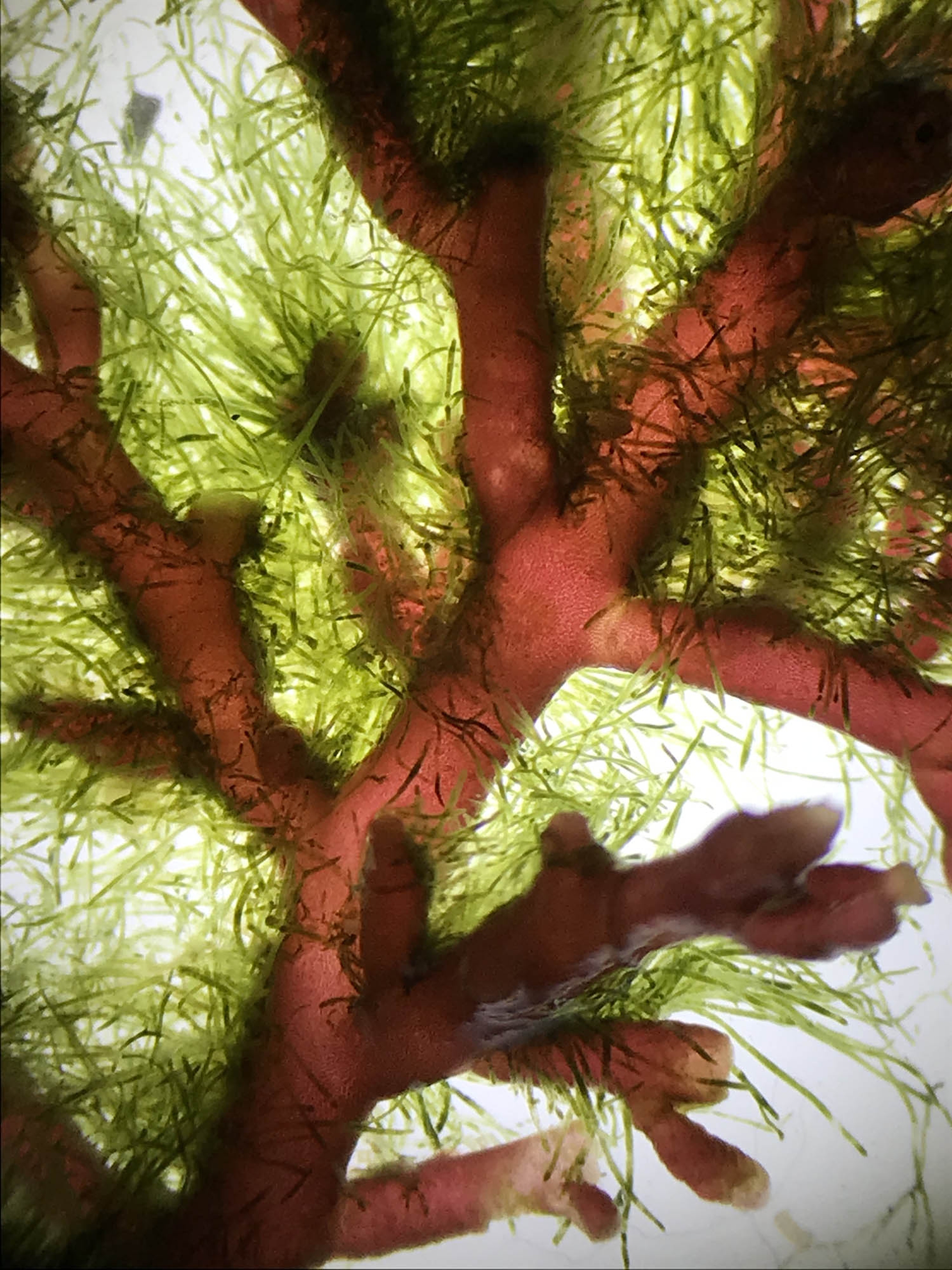 Alghe Limu al Microscopio © Gwen Arkin