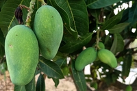 Non solo grano, il mango è l’altra vittima del caldo estremo in India e Pakistan