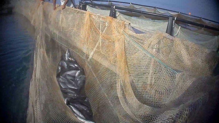 Allevamenti di orate e branzini in Grecia