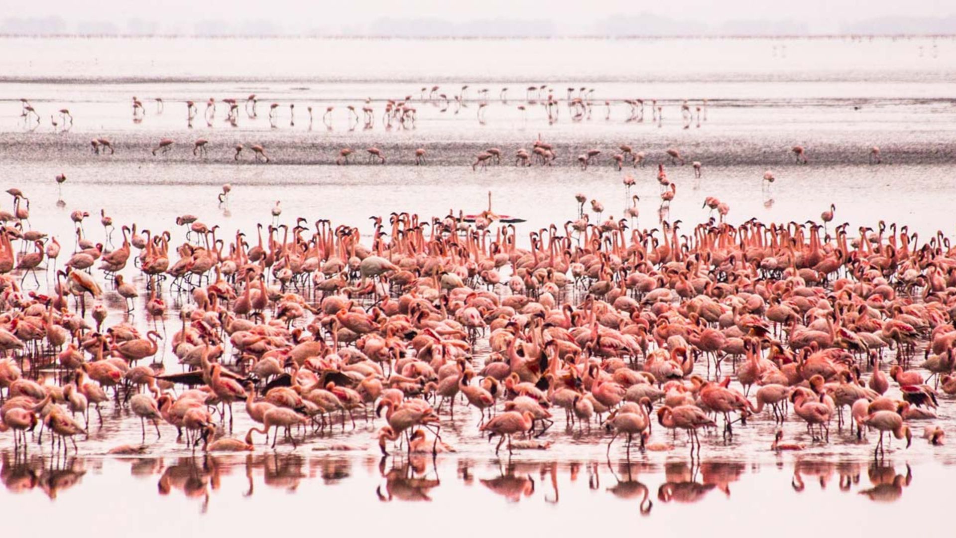 Fenicotteri rosa in Tanzania