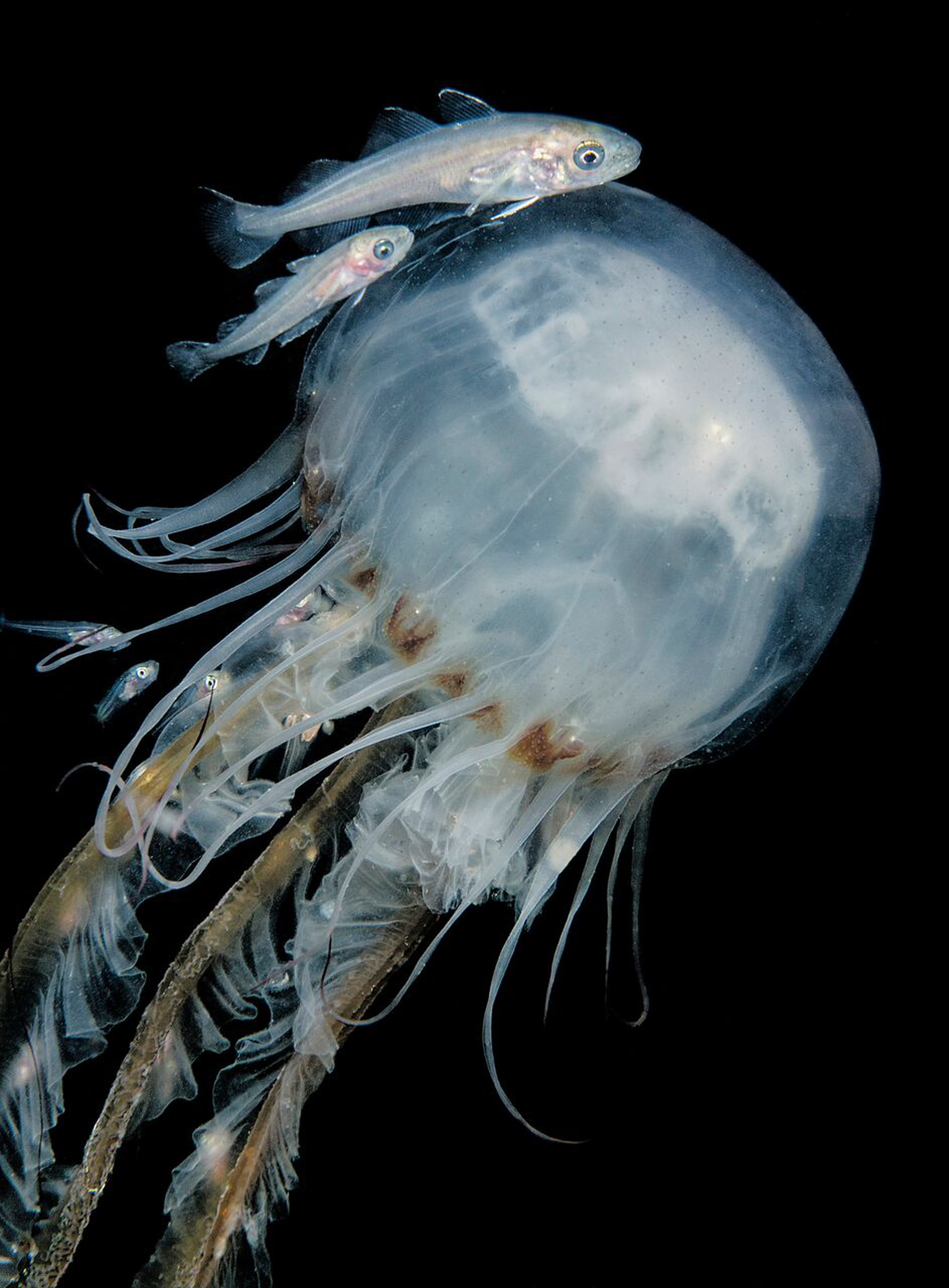 морские обитатели медуза.