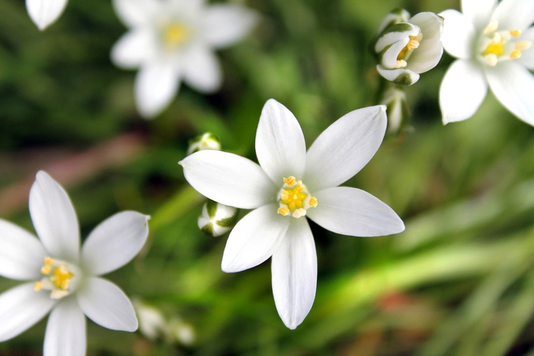 star of bethlehem fiori bach