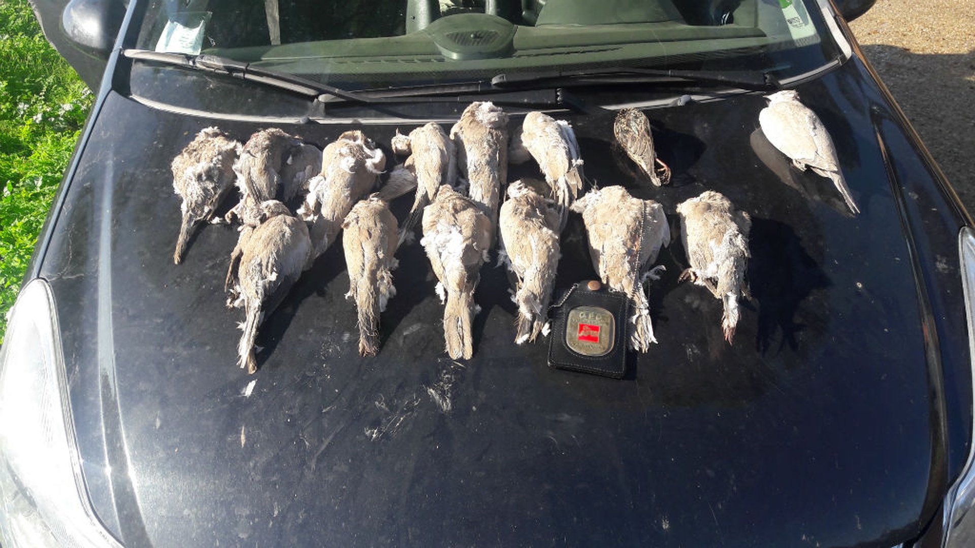 Tortore dal collare orientale