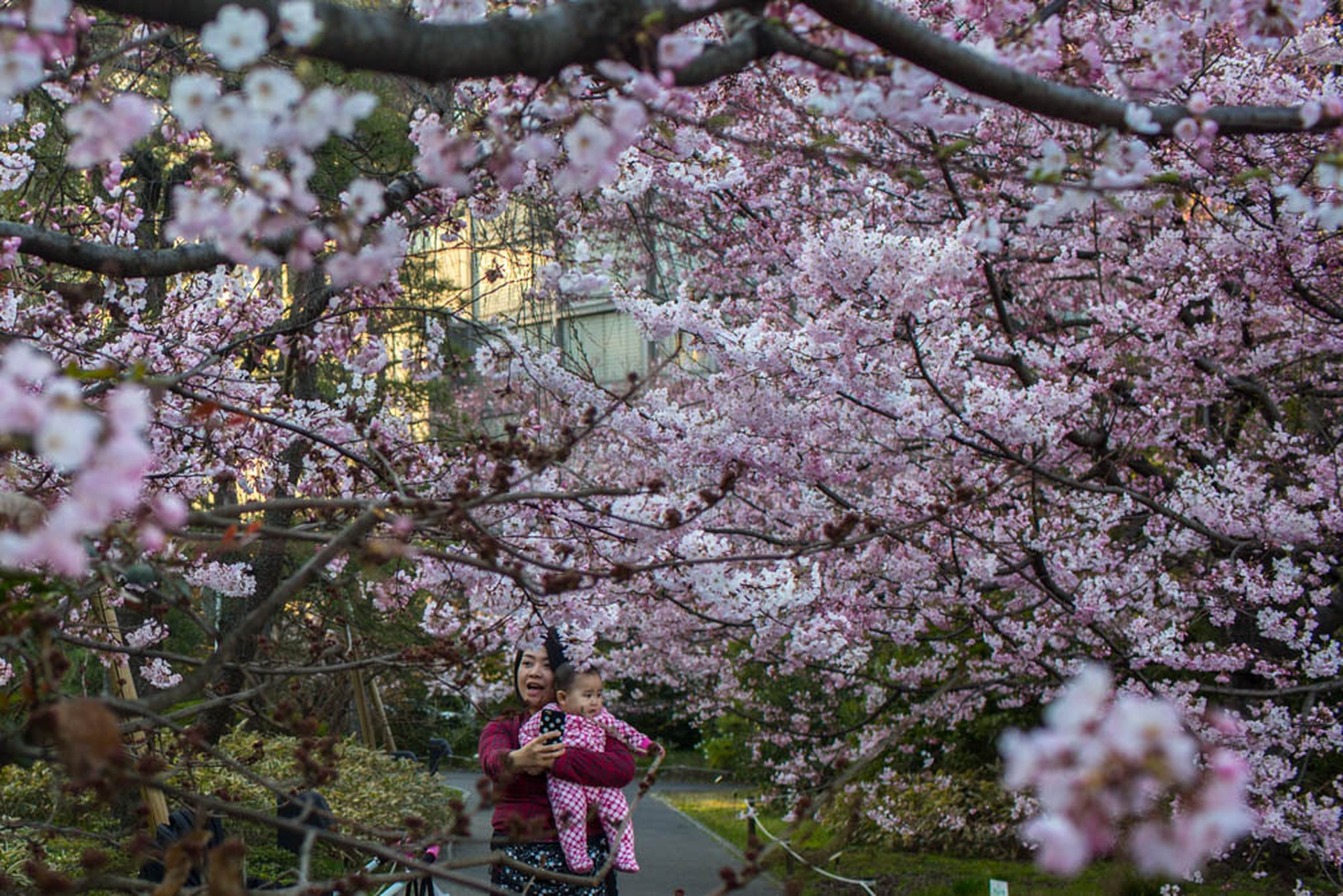 Sakura, i ciliegi in fiore a Tokyo