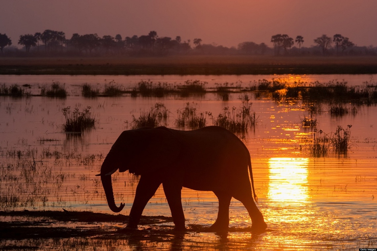 African elephant, Okavango Delta, Botswana