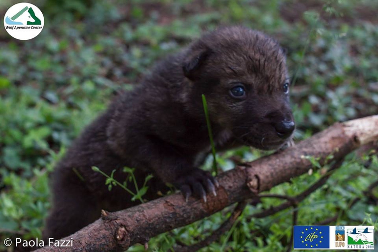 13529053_989421667843418_6812192944248137766_n