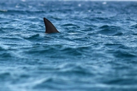 Il delicato equilibrio tra essere umano e grandi predatori, il caso dello squalo