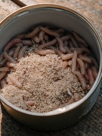 Insetti a tavola, l’Ue li approva per la prima volta come alimento sicuro e nutriente