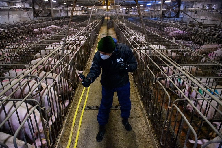 SOSpig, Essere Animali