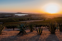 Sicilia, continente vitivinicolo dove la vendemmia dura 100 giorni