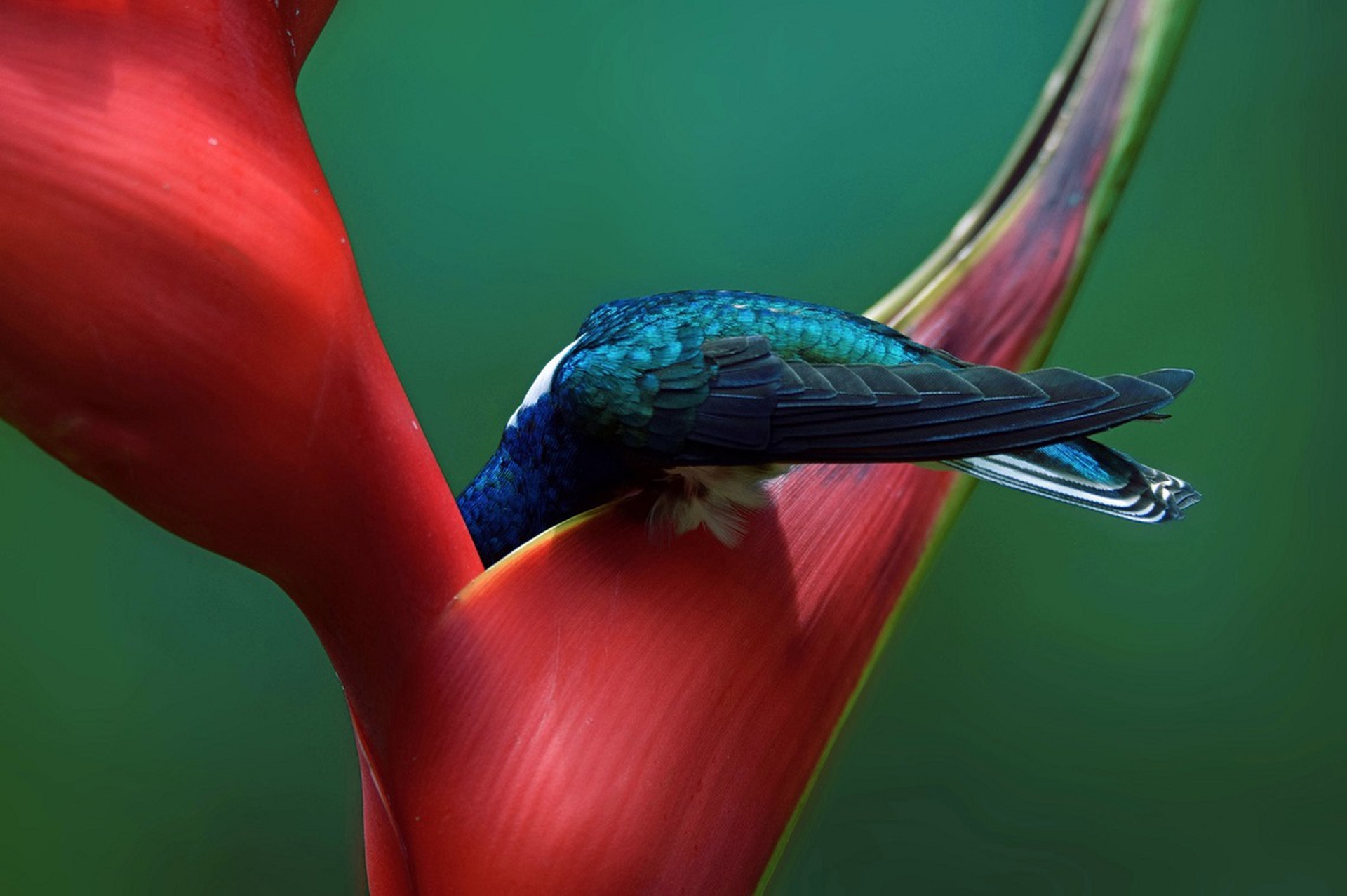 Vincitore del premio Amatori Audubon Photography Awards