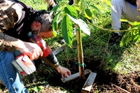 A Roma 200 nuovi “Alberi in periferia”: la missione parte da Tor Bella Monaca