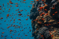 Oceani, è stata scoperta una nuova specie di polpo: Dumbo