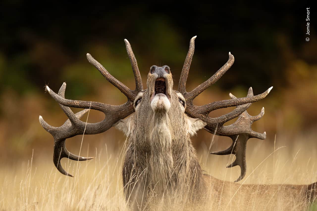 La natura in mostra a Milano, al Wildlife Photographer of the Year 2025 ...