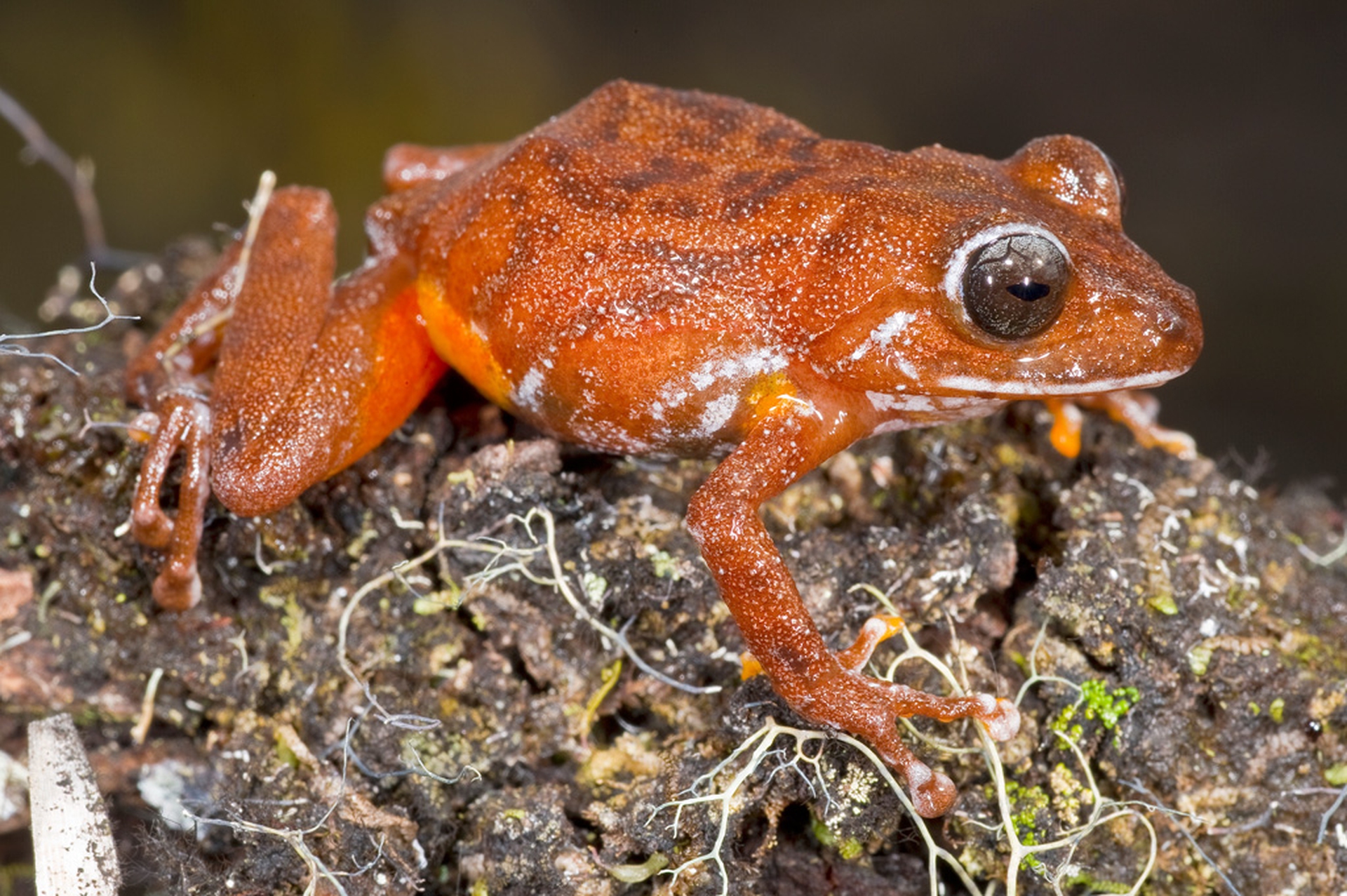 Pristimantis_jamescameroni_1