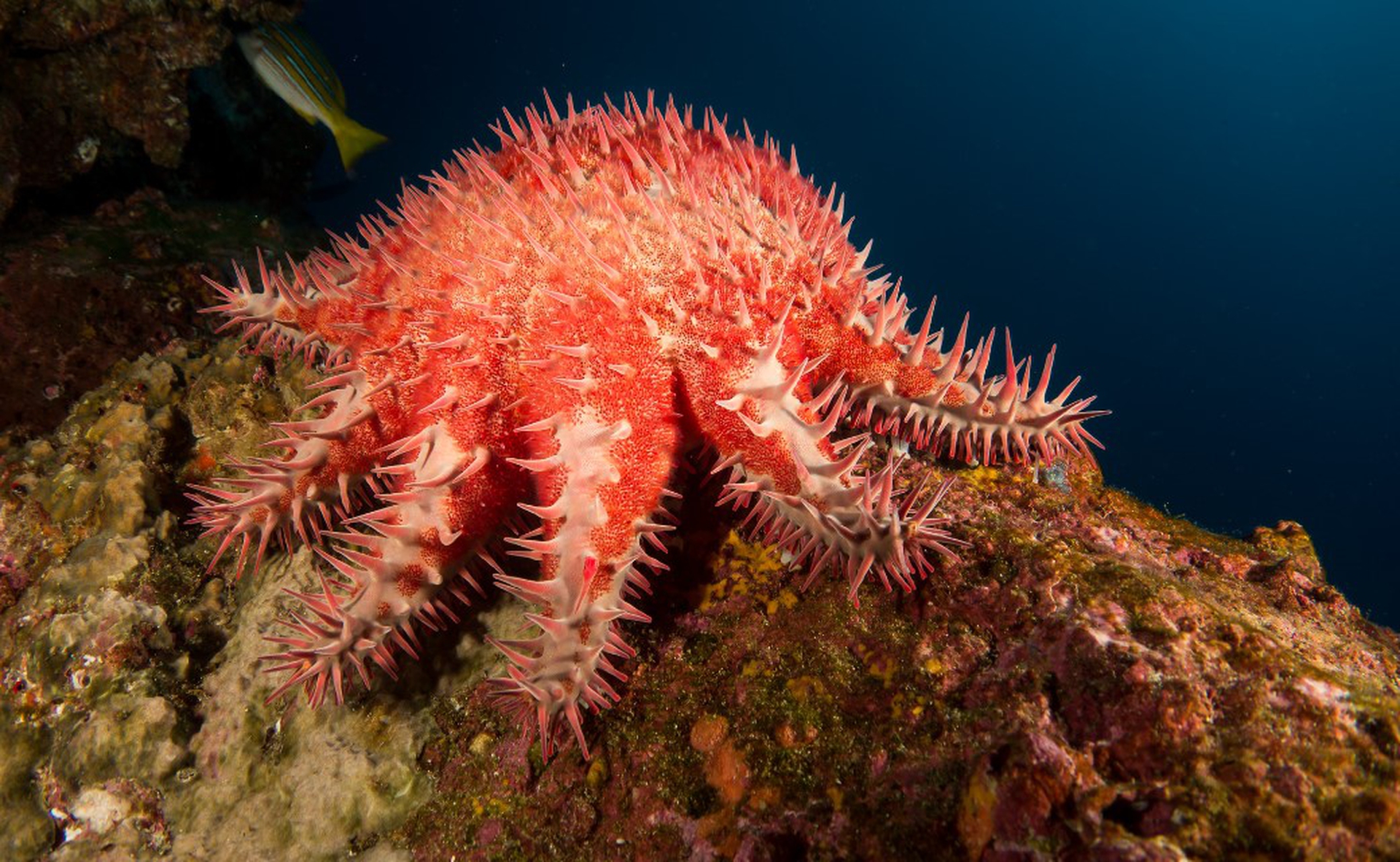 Red crown of throns starfish