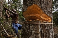 The Congo Basin rainforest, the second largest in the world, could disappear by 2100
